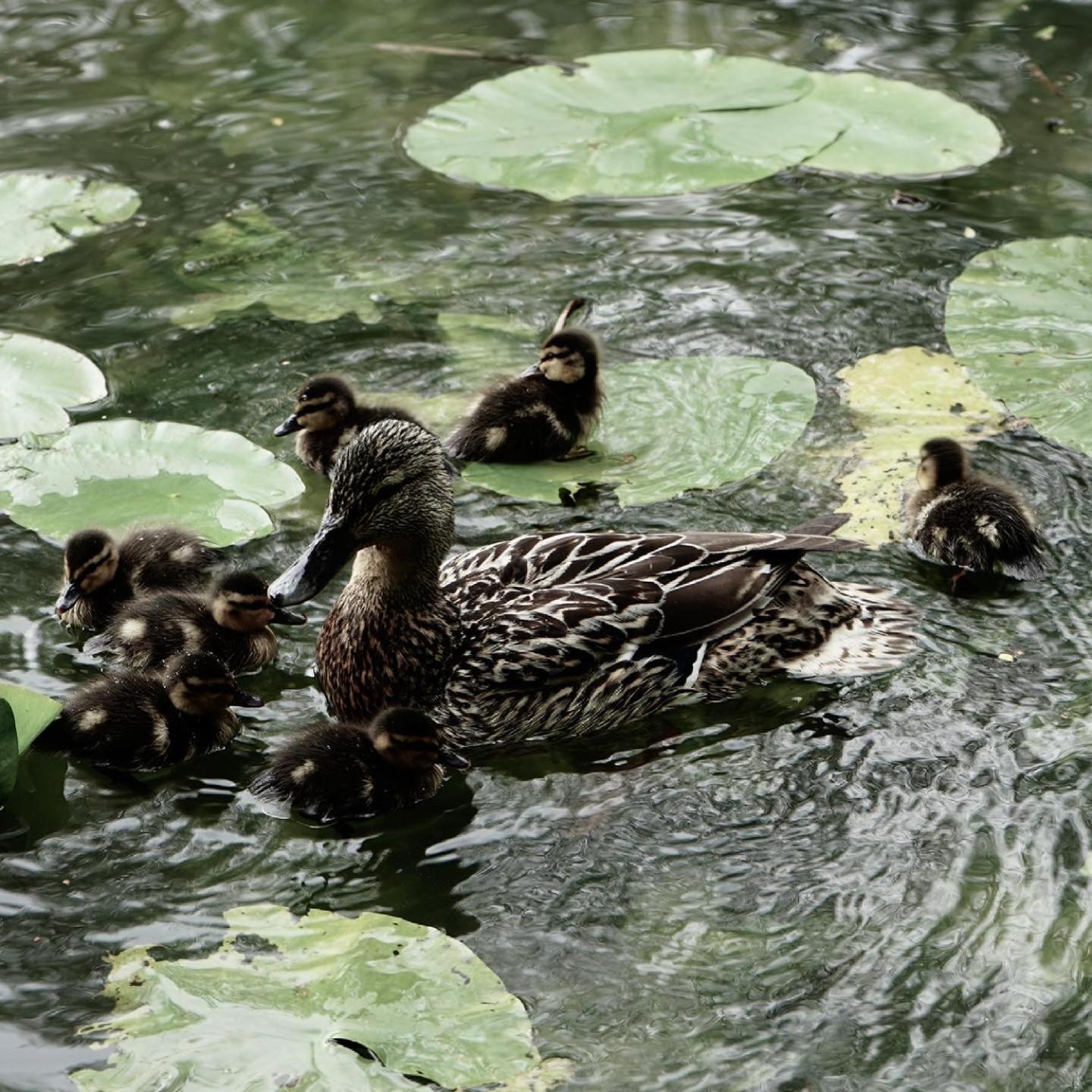 Duck Terrace With Gym Duckling Stays Kibworth Harcourt Exterior photo